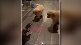 Jurassic Bark: Golden retriever puppies launch attack on t-rex toy