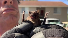 Trappers busy after baby bat boom