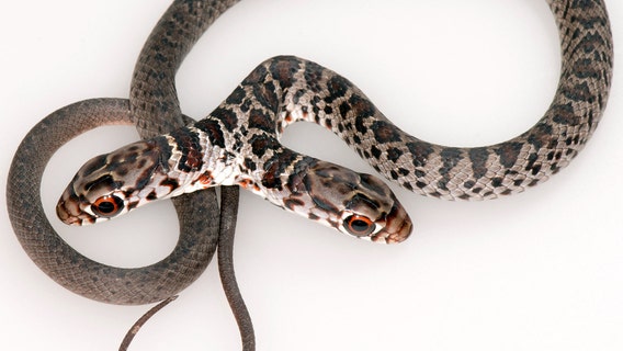 Two-headed snake found in Palm Harbor