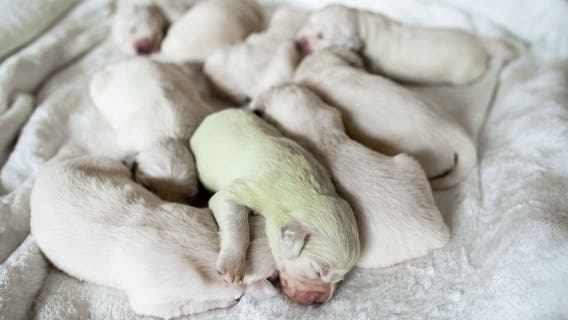 Puppy with green fur born in Italy, immediately named Pistachio