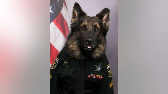 'Handsome dude': Florida K-9 dons uniform, tie for new ID badge