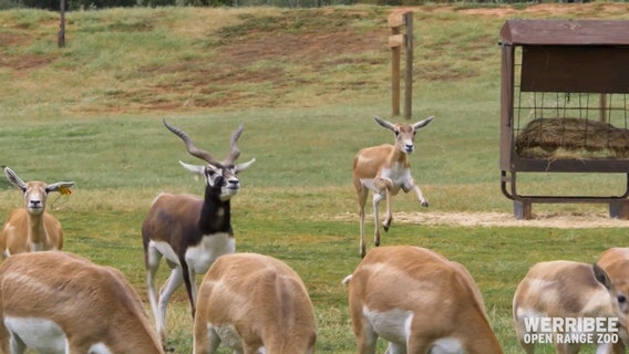 Young blackbucks jump for joy at Australian zoo