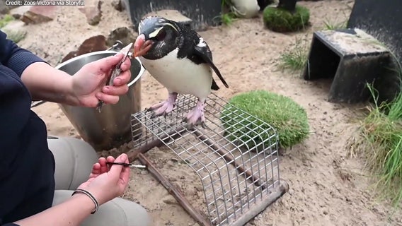 Happy feet! Penguin gets pedicure at Melbourne Zoo