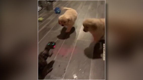 Jurassic Bark: Golden retriever puppies launch attack on t-rex toy