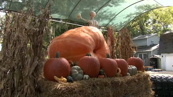 Great gourd: Bearss Groves welcomes nearly 1,000-pound pumpkin