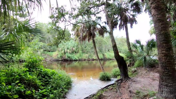 Take a tour of Rye Preserve, one of Manatee County's 'hidden gems'