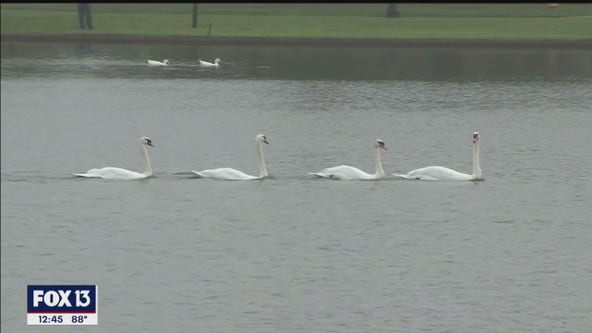 Lakeland holds 40th annual Swan Roundup