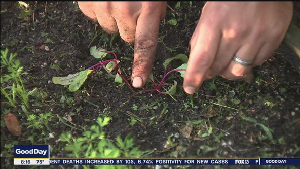 How to separate beet sprouts, and why that's a good idea