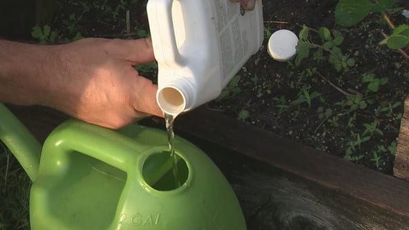 Checking in on those strawberry crops