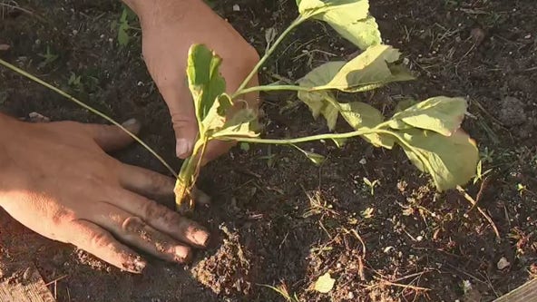 For some, strawberry season is already starting