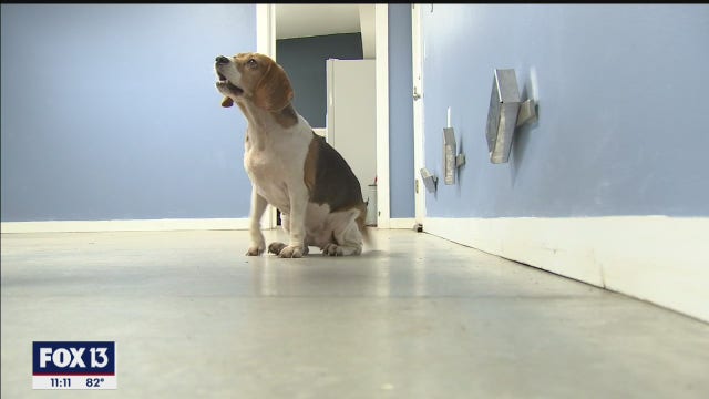 These Manatee County pups have a nose for COVID-19