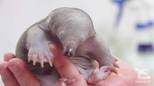 Tiny echidna puggle gets helping hand from zoo after falling from tree