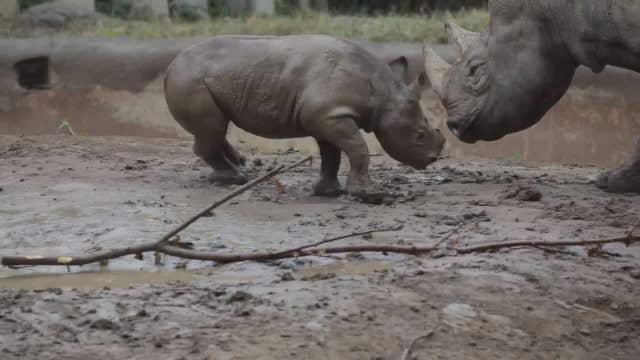 Rhinos romp and roll in mud at Cincinnati Zoo