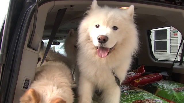 Humane Society of Tampa Bay turns to virtual fundraising to help support homeless animals