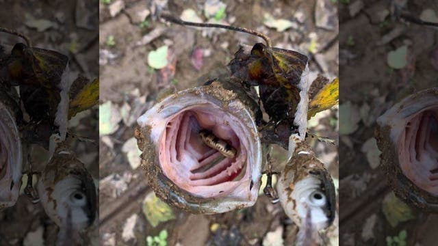 Tennessee fisherman catches bass holding snake in its mouth