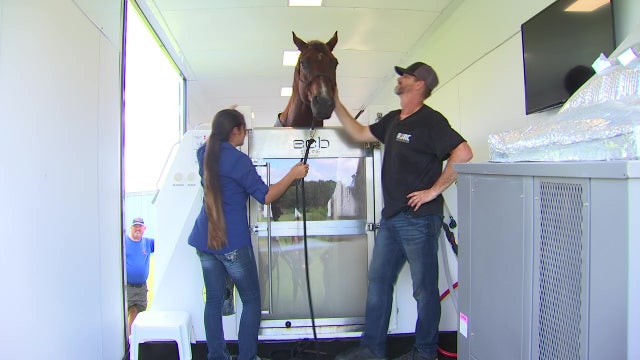 Mobile rehabilitation technology helps horses regain quality of life