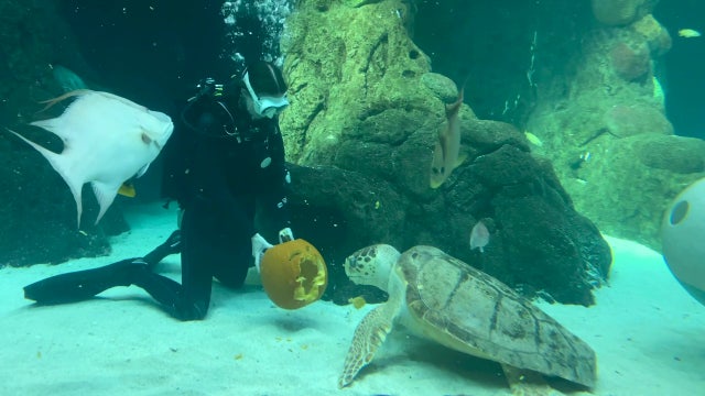 Halloween under the sea: Florida Aquarium offers trick-or-treating alternative