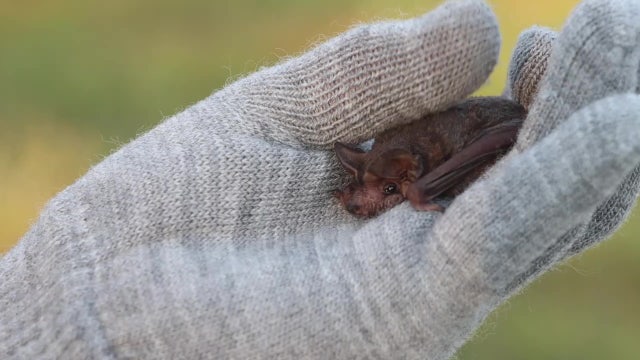 Organization wants to dispel myths, misconceptions about bats
