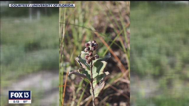 Experts ask beachgoers to spot and report invasive Beach Vitex