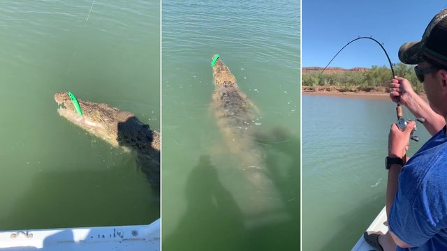 Fisherman reels in massive crocodile, struggles to get lure back