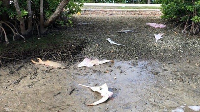 $20K reward offered offered after critically endangered sawfish found dead in Florida Everglades