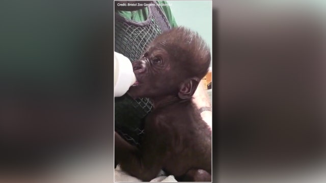 Adorable baby gorilla gets round-the-clock care from keepers at England zoo