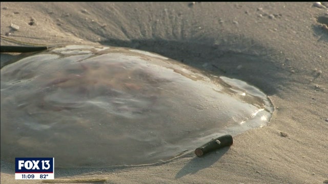 Purple flags warn beachgoers of jellyfish along Clearwater Beach