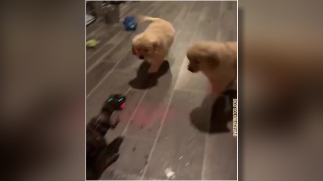 Jurassic Bark: Golden retriever puppies launch attack on t-rex toy