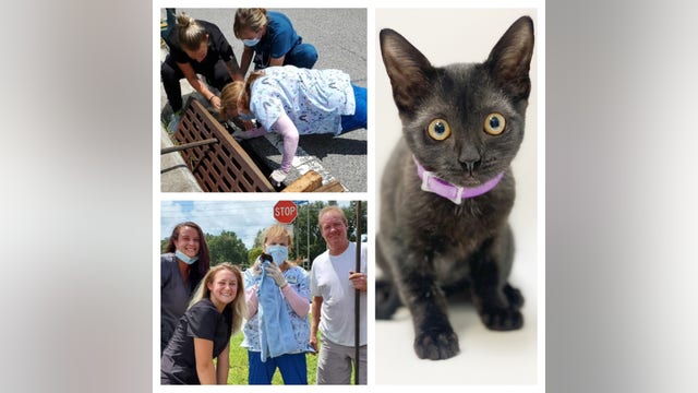 Kitten rescued from storm drain ready for adoption