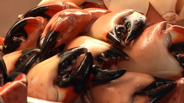 Get crackin': Florida's stone crab season begins with new regulations