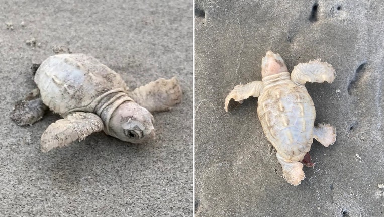 white sea turtle hatchling