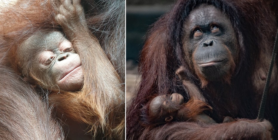 Surprise! Orangutan gives birth to healthy baby at zoo, despite negative  pregnancy tests