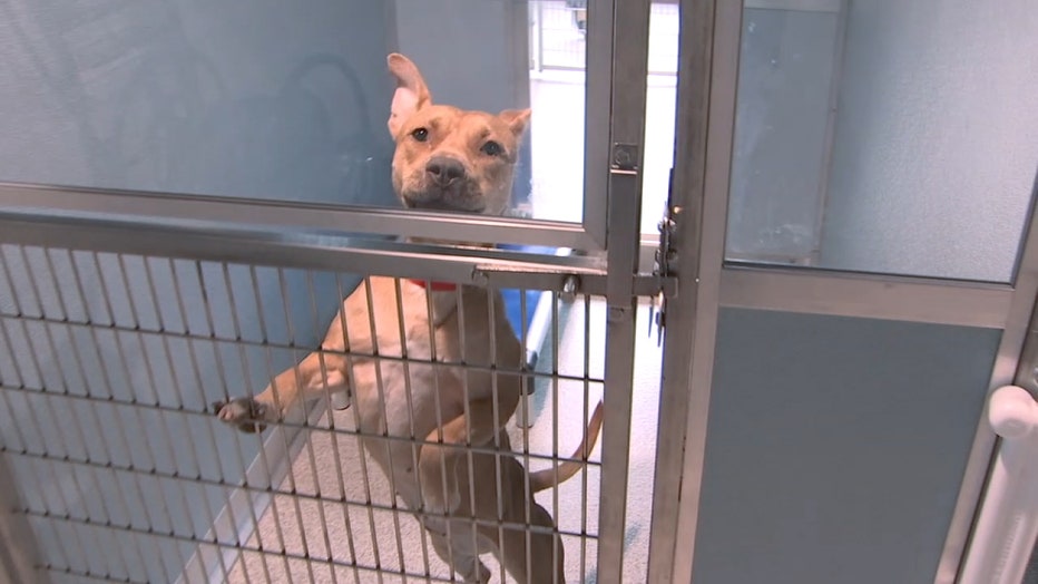 Tampa Bay's most popular - Humane Society of Tampa Bay