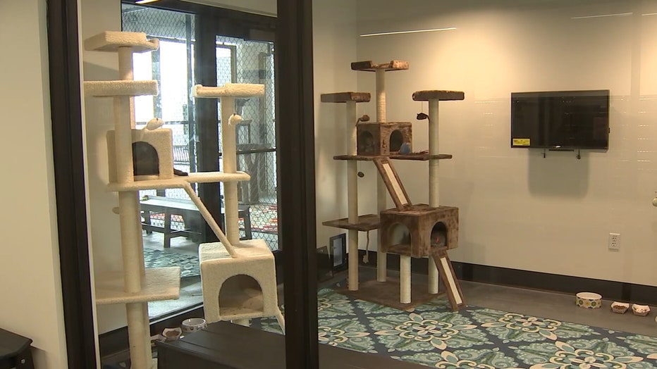 Cats - Humane Society of Tampa Bay