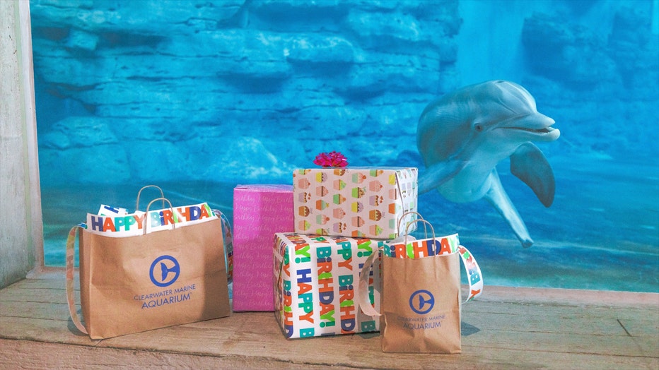 Winter the dolphin swims near presents