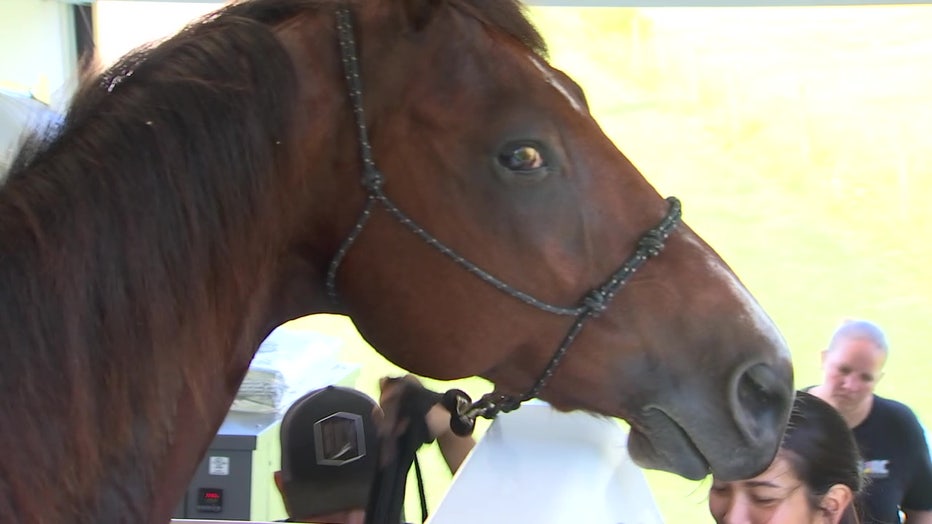 close-up of horse