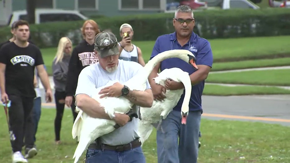 Man carrying swan