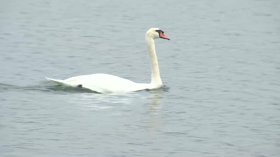 Lakeland swan