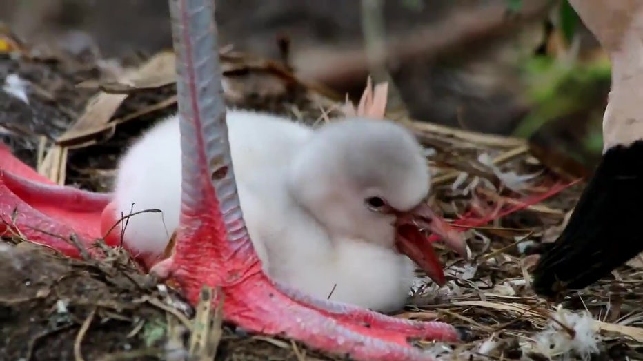 baby flamingo chick