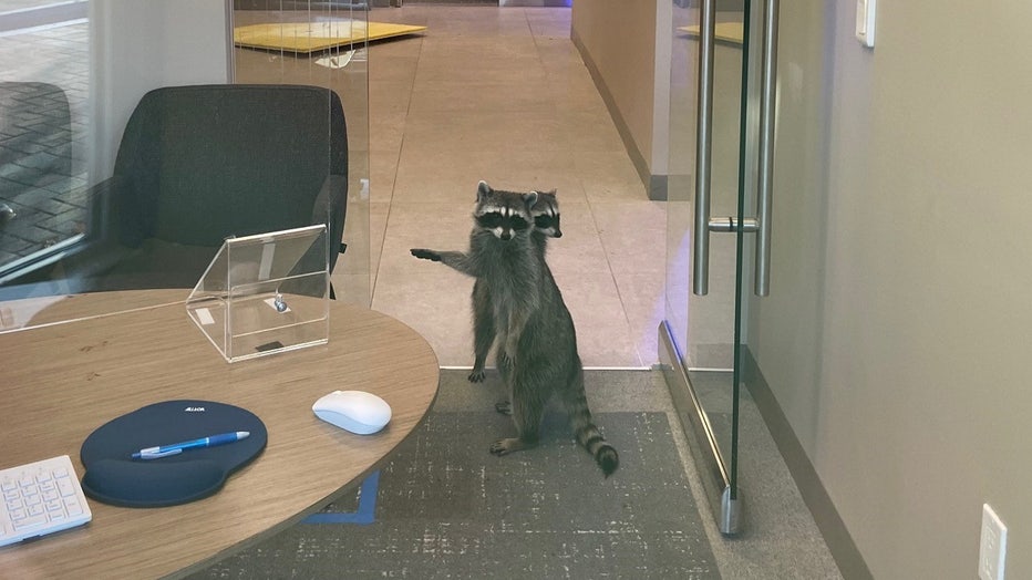 raccoons break into bank