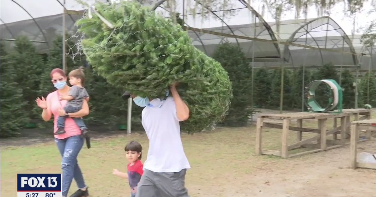 Busy opening weekend at Christmas tree farm as Floridians welcome ...
