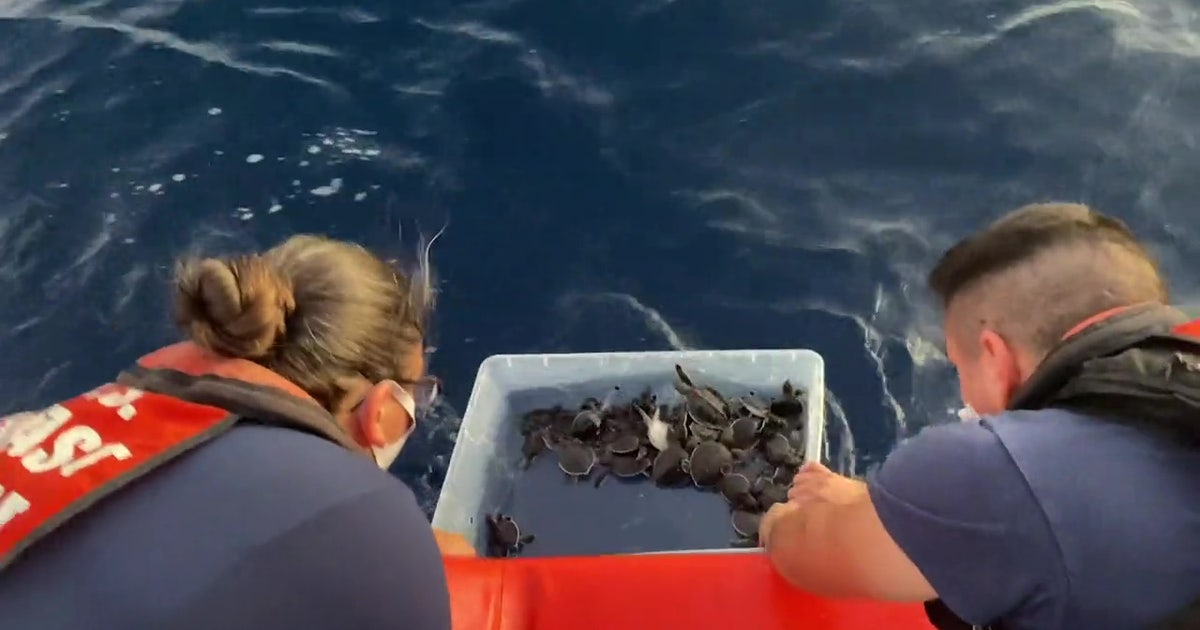 Coast Guard releases more than 200 sea turtles off Florida coast | FOX ...