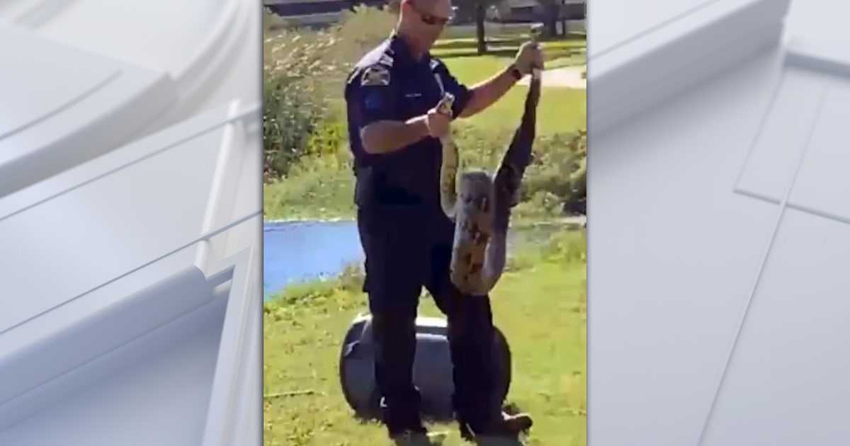 shelby township police spent wednesday night digging a... Police officer wrangles python in St. Pete park | FOX 13 Tampa Bay