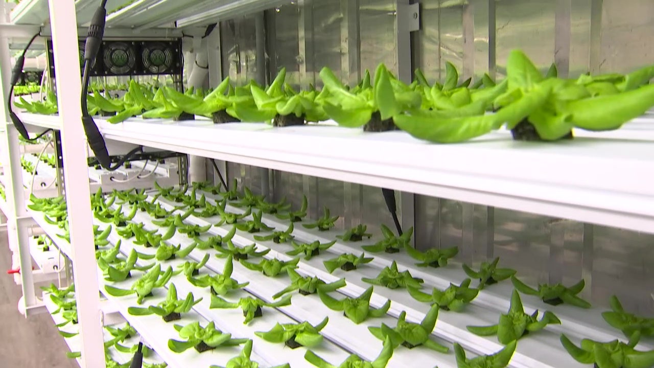 St. Petersburg urban farm saves resources by turning shipping