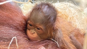 Rare Bornean orangutan born at ZooTampa