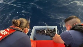 Coast Guard releases more than 200 sea turtles off Florida coast