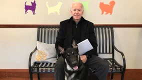 Joe Biden's German shepherd 'Major' set to be first shelter rescue dog in White House