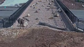 'It's working!' Video shows wildlife crossing bridge built for them to get across highway safely