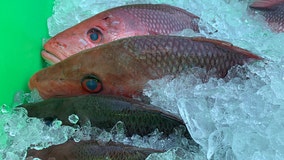 Florida fishermen team up with St. Pete clinic to distribute 20K lbs of fresh fish to families in need