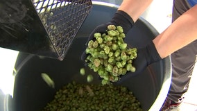 University of Florida hopeful state's craft beer industry can rely on homegrown hops in the future